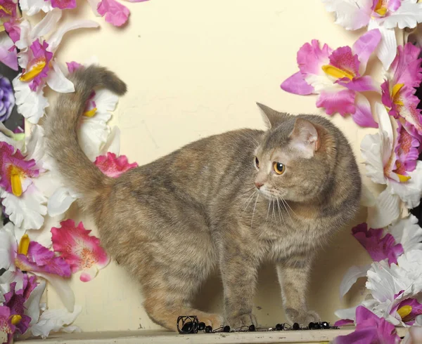 Tabby Cat Background Flowers — Stock Photo, Image