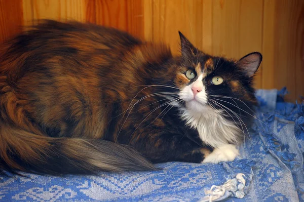 Αφράτο Τριχρωμία Λίπος Γάτα Γκρο Πλαν — Φωτογραφία Αρχείου