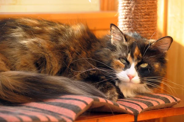 Kabarık Renkli Şişman Kedi Yakın Plan — Stok fotoğraf