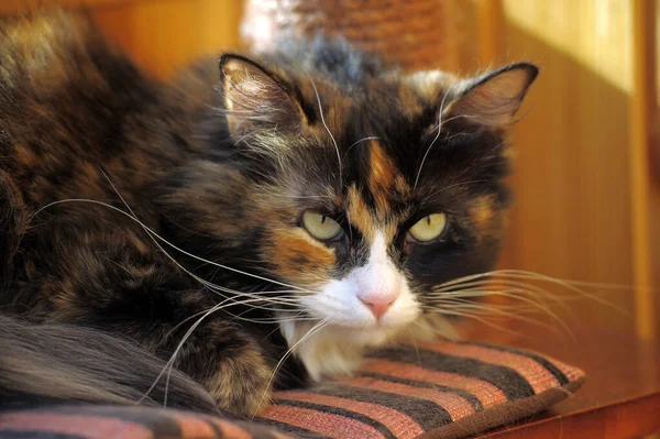 Načechraný Tříbarevný Tuk Kočka Close — Stock fotografie
