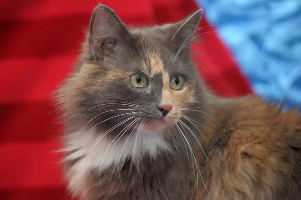 Fluffy Three Colored Cat Closeup Lies Red Background — Φωτογραφία Αρχείου