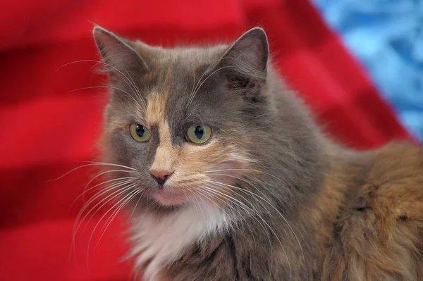 Fluffy Three Colored Cat Closeup Lies Red Background — Φωτογραφία Αρχείου
