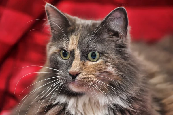 Puszysty Trójkolorowy Kot Zbliżenie Leży Czerwonym Tle — Zdjęcie stockowe