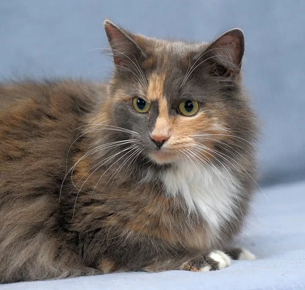 Fluffy Three Colored Cat Closeup Lies Gray Background — Stock Photo, Image