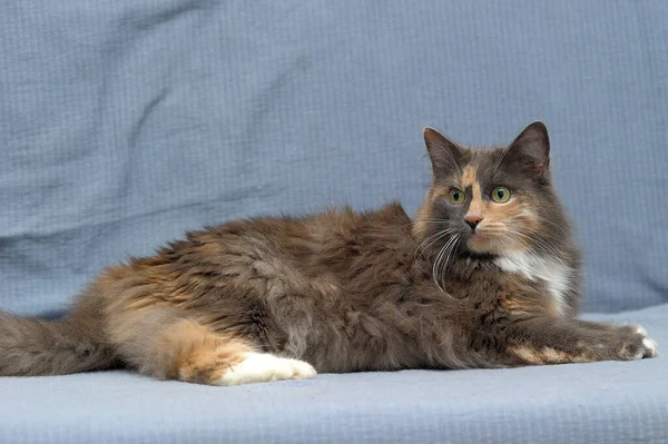 Fluffy Three Colored Cat Closeup Lies Gray Background — Stock Photo, Image