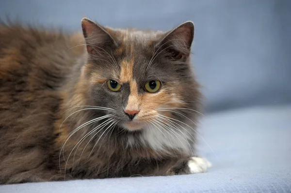 Fluffy Three Colored Cat Closeup Lies Gray Background — Stockfoto