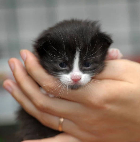 Black Newborn White Kitten Hands — Stock Photo, Image