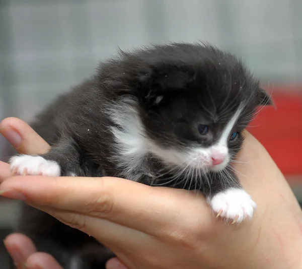 Schwarzes Neugeborenes Mit Weißem Kätzchen Den Händen — Stockfoto