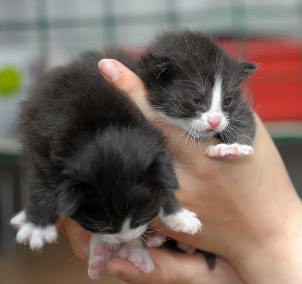 Dois Recém Nascidos Preto Com Gatinho Branco Nas Mãos — Fotografia de Stock