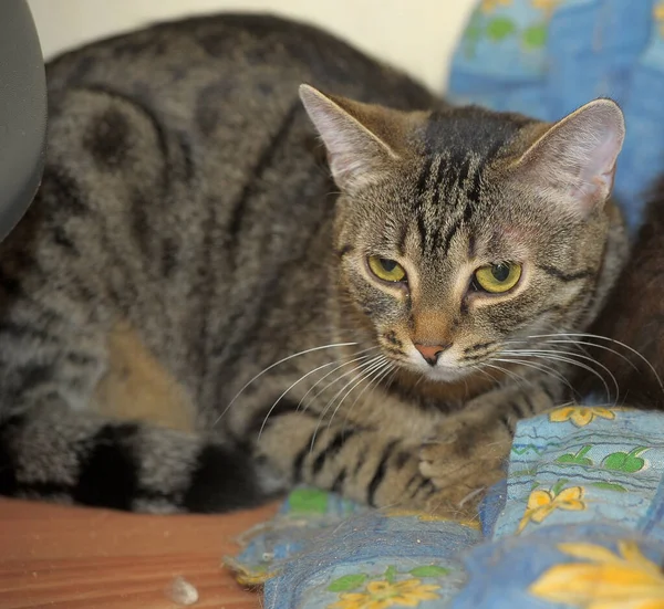 Tabby European Shorthair Cat Close — Stock Photo, Image