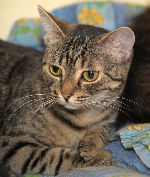 Tabby European Shorthair Cat Close — стоковое фото