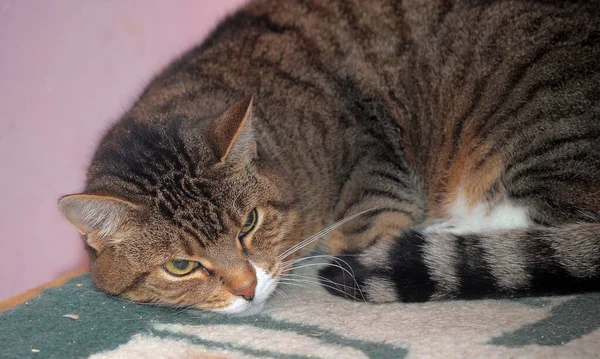 Tabby European Shorthair Cat Close — ストック写真