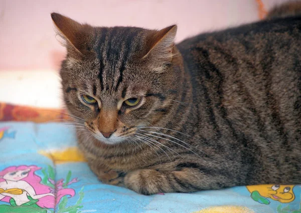 Tabby European Shorthair Cat Close — Stock fotografie