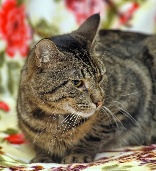 Tabby European Shorthair Kot Zbliżenie — Zdjęcie stockowe