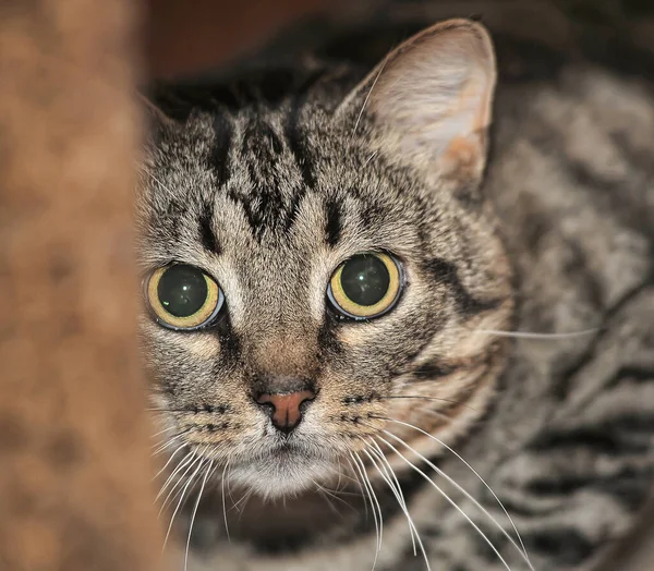 Tabby Europeo Taquigrafía Gato Cerca —  Fotos de Stock