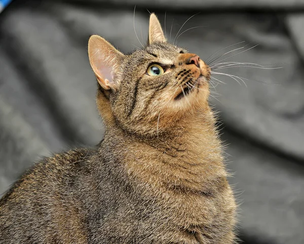 Tabby Europeo Taquigrafía Gato Cerca — Foto de Stock