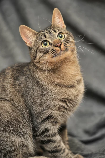 Tabby European Shorthair Cat Close — Φωτογραφία Αρχείου