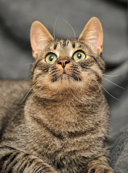 Tabby European Shorthair Gato Perto — Fotografia de Stock