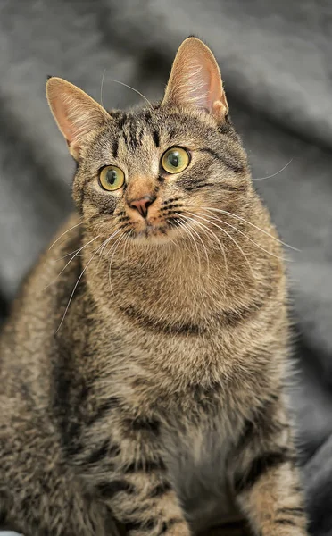 Tabby European Shorthair Cat Close — ストック写真