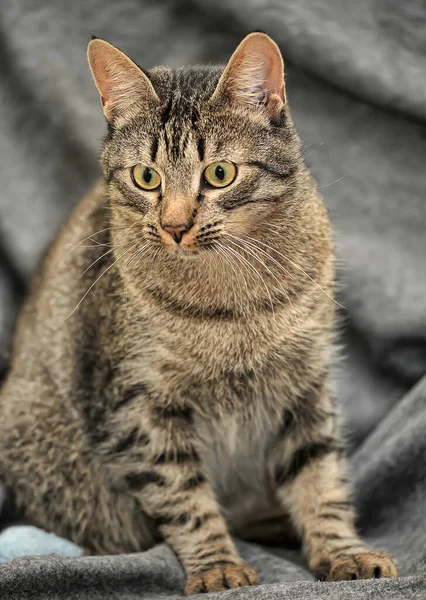 Tabby Europees Stenografisch Kat Close — Stockfoto