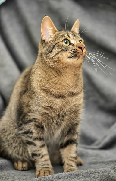 Tabby European Shorthair Cat Close — Stock Photo, Image