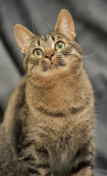 Tabby European Shorthair Cat Close — Φωτογραφία Αρχείου