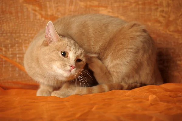 Red Cat Scratches Ear Ear Tick — Stock Photo, Image