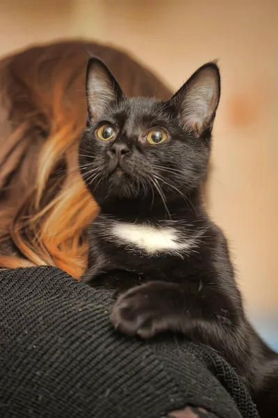 Schwarz Weiße Katze Auf Der Schulter — Stockfoto