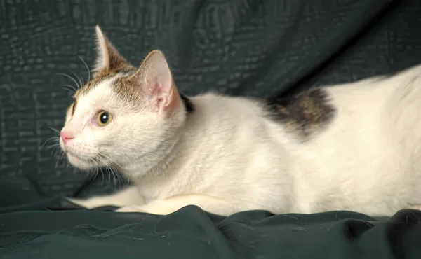 White Gray Young Cat Dark Background — Stock Photo, Image