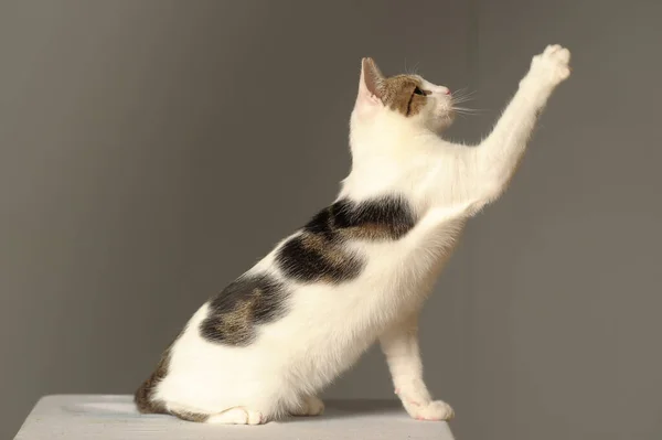 Blanco Con Gris Joven Gato Está Jugando Capturas —  Fotos de Stock