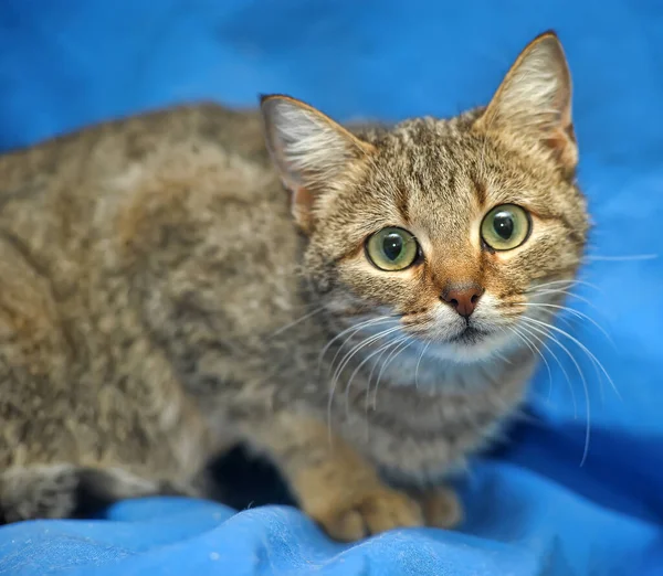 Chat Shorthair Brun Sur Fond Bleu — Photo