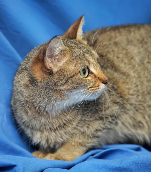 Hnědá Krátkosrstá Kočka Modrém Pozadí — Stock fotografie