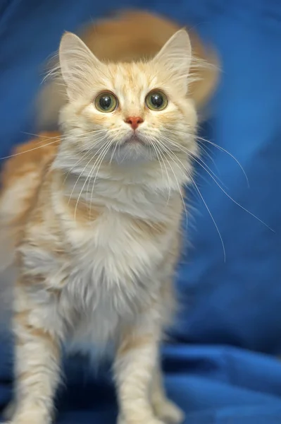 Młody Puszysty Imbir Kot Niebieskim Tle — Zdjęcie stockowe