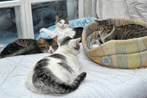 Muchos Gatos Juntos Animal Refugio — Foto de Stock