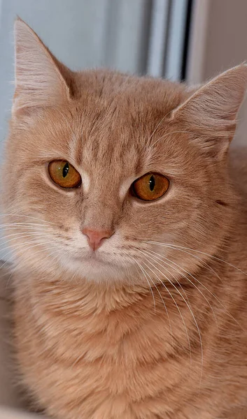 Kırmızı Kedi Pencere Eşiğinde Yatıyor — Stok fotoğraf