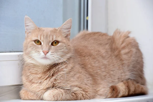 Gato Vermelho Jaz Peitoril Janela — Fotografia de Stock