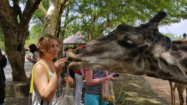 Thailandia Pattaya 2018 Visitatori Dello Zoo Danno Mangiare Alle Giraffe — Foto Stock