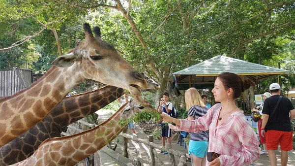 Tailândia Pattaya 2018 Visitantes Zoológico Alimentam Girafas — Fotografia de Stock