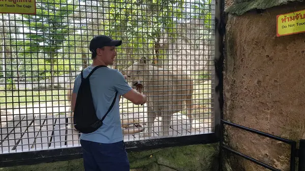 Tailândia Pattaya 2018 Visitantes Zoológico Alimentam Leões Gaiolas — Fotografia de Stock
