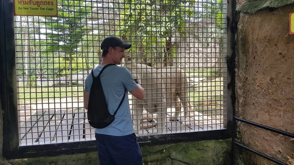 Tailândia Pattaya 2018 Visitantes Zoológico Alimentam Leões Gaiolas — Fotografia de Stock