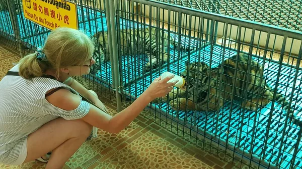 Tailândia Pattaya 2018 Visitantes Zoológico Alimentam Filhotes Tigre Com Leite — Fotografia de Stock