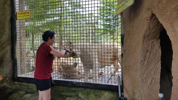 Thajsko Pattaya 2018 Návštěvníci Zoologické Zahrady Krmí Lvy Klecích — Stock fotografie