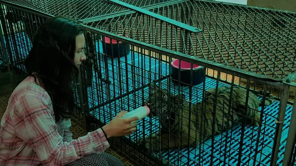 Ταϊλάνδη Πατάγια 2018 Επισκέπτες Του Ζωολογικού Κήπου Ταΐζουν Μικρά Τίγρης — Φωτογραφία Αρχείου