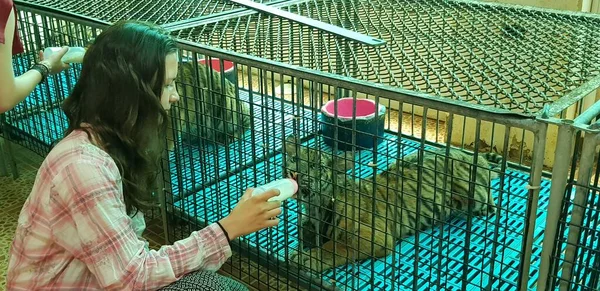 Ταϊλάνδη Πατάγια 2018 Επισκέπτες Του Ζωολογικού Κήπου Ταΐζουν Μικρά Τίγρης — Φωτογραφία Αρχείου