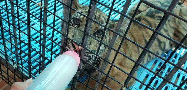 Tajlandia Pattaya 2018 Zoo Karmi Tygrysie Mlekiem — Zdjęcie stockowe