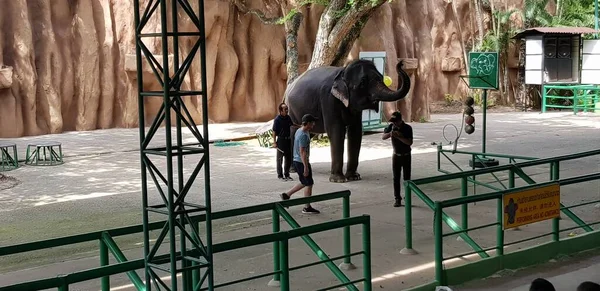 Tailandia Pattaya 2018 Actuación Del Circo Con Elefantes Zoológico — Foto de Stock