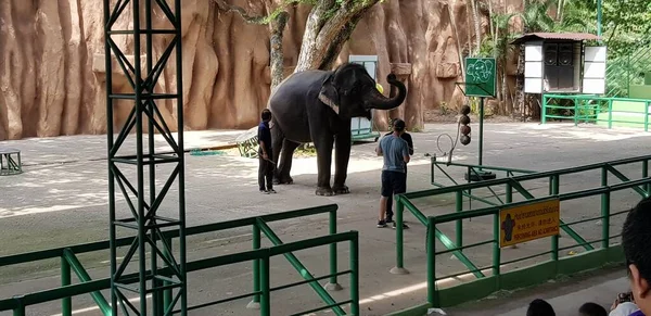 Tailandia Pattaya 2018 Actuación Del Circo Con Elefantes Zoológico — Foto de Stock