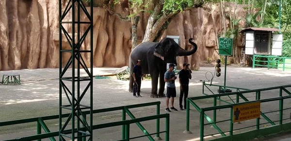 Tailandia Pattaya 2018 Actuación Del Circo Con Elefantes Zoológico — Foto de Stock