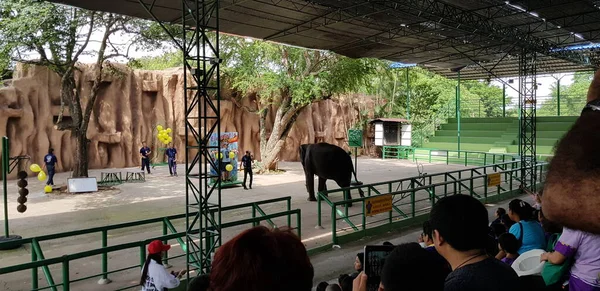 Tailândia Pattaya 2018 Desempenho Circense Com Elefantes Zoológico — Fotografia de Stock