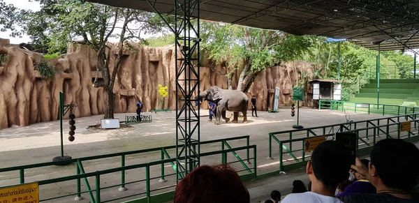 Таиланд Паттайя 2018 Цирк Слонами Зоопарке — стоковое фото